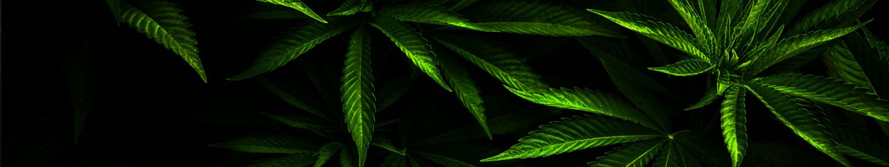 805-cannabis1.jpg
