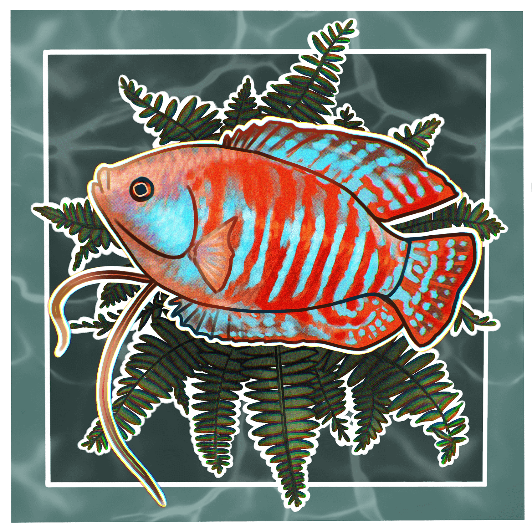 165-square-gourami-1662652665133.png