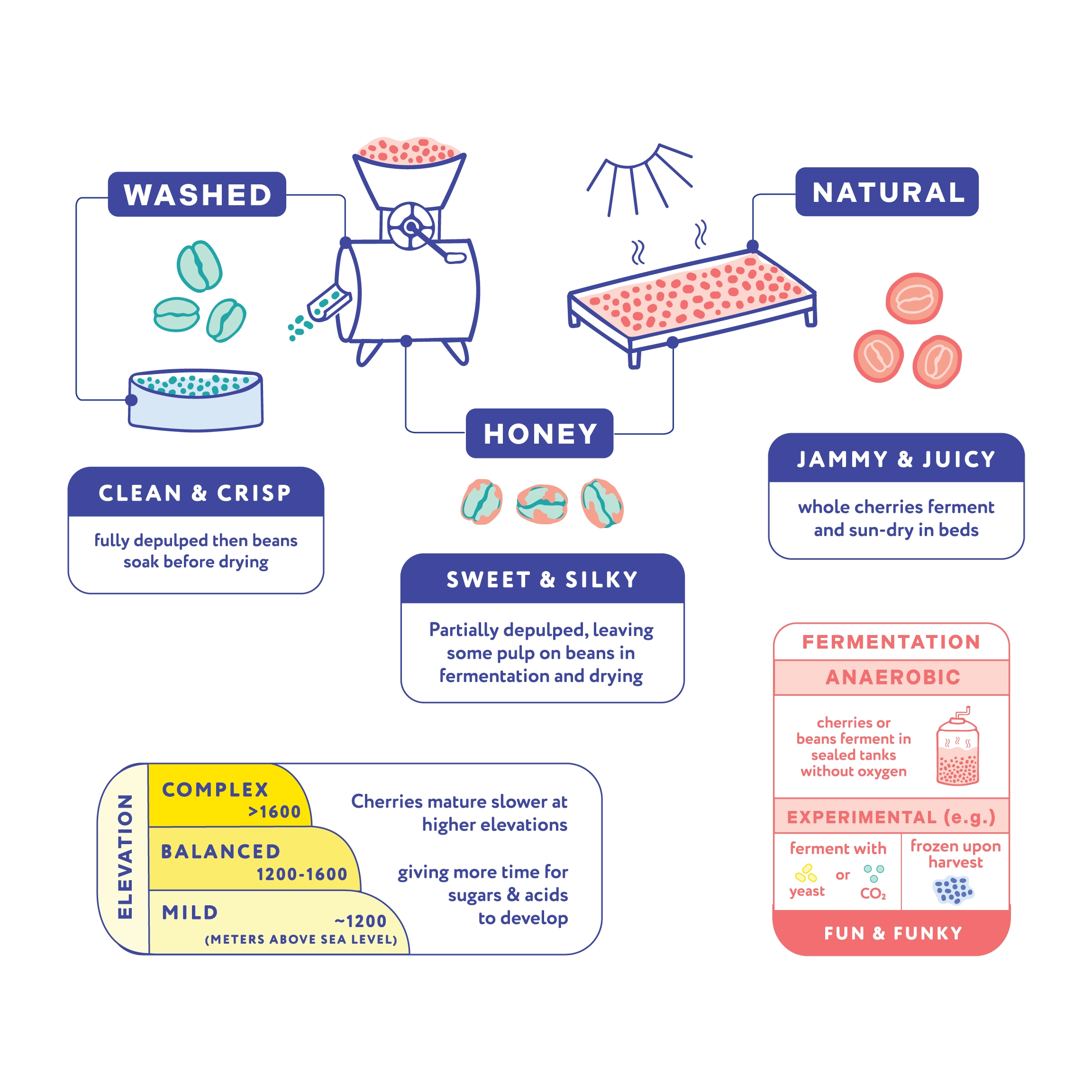 1417-coffee-glossary4x-1753809988643.png