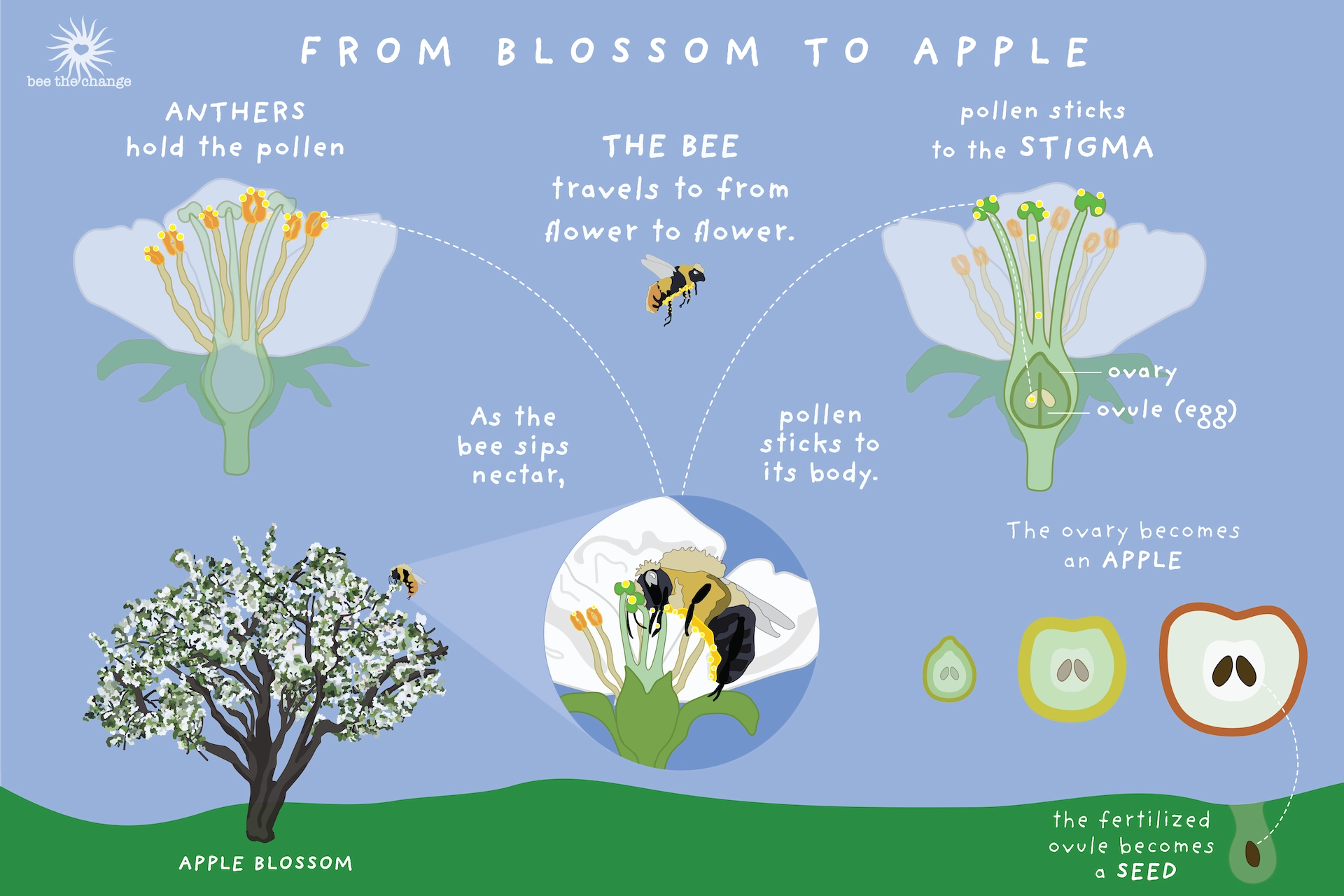 1425-appleblossomprintme4x-8-17542723139442.png
