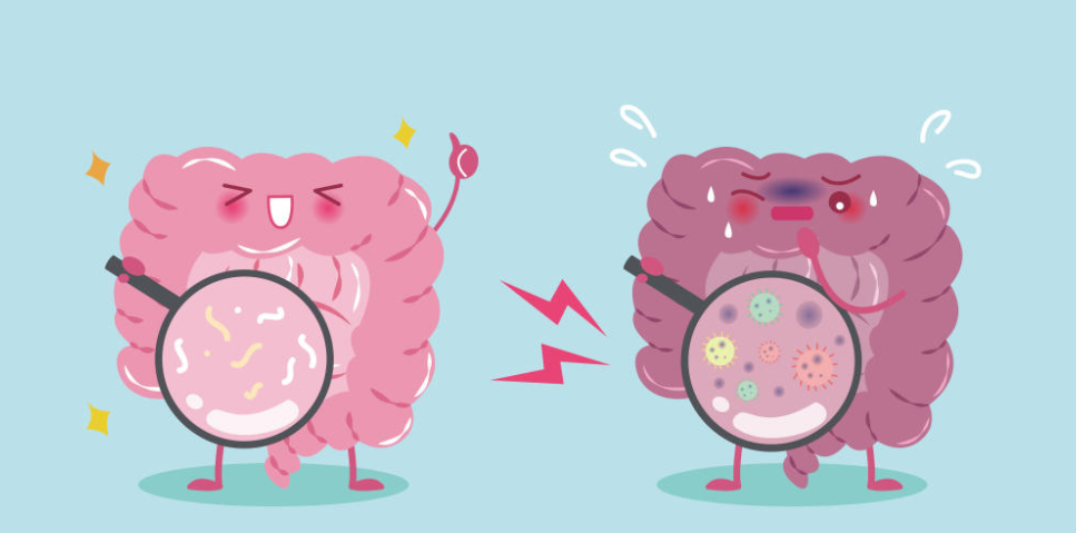 1140-gut.png