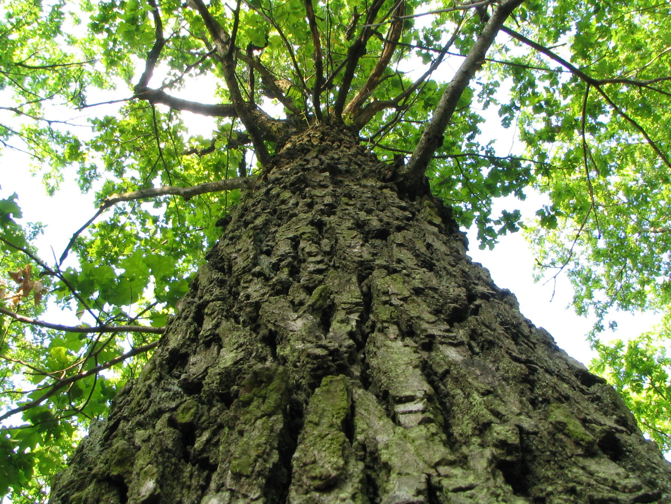 1260-slippery-elm-bark-tree.jpg