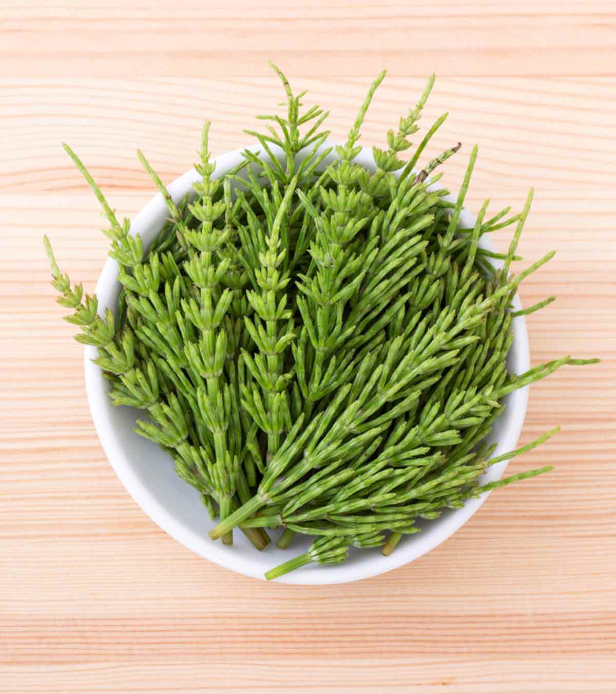 1389-silica-horsetail-herb.jpg