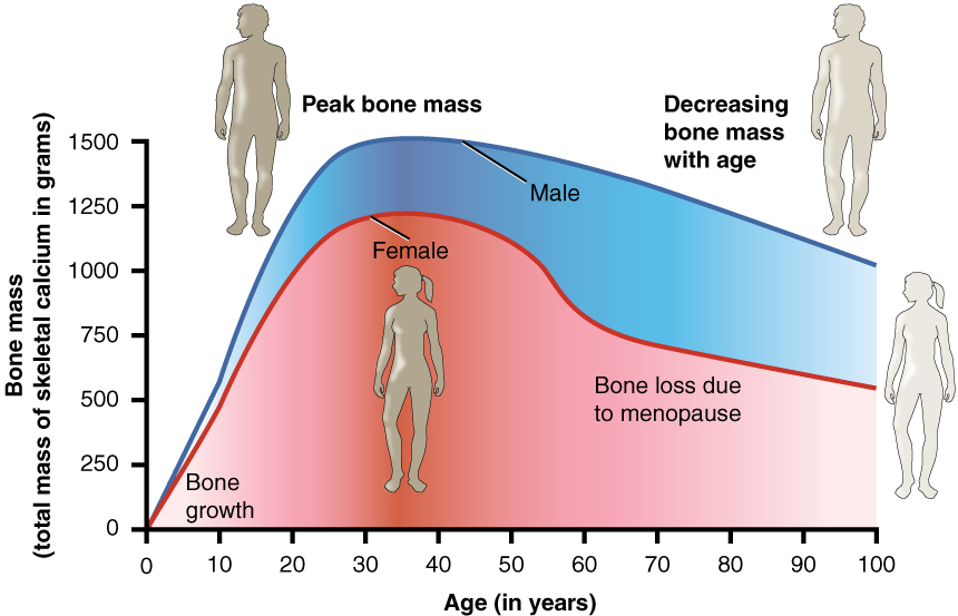 1479-age-bone-ass.jpg