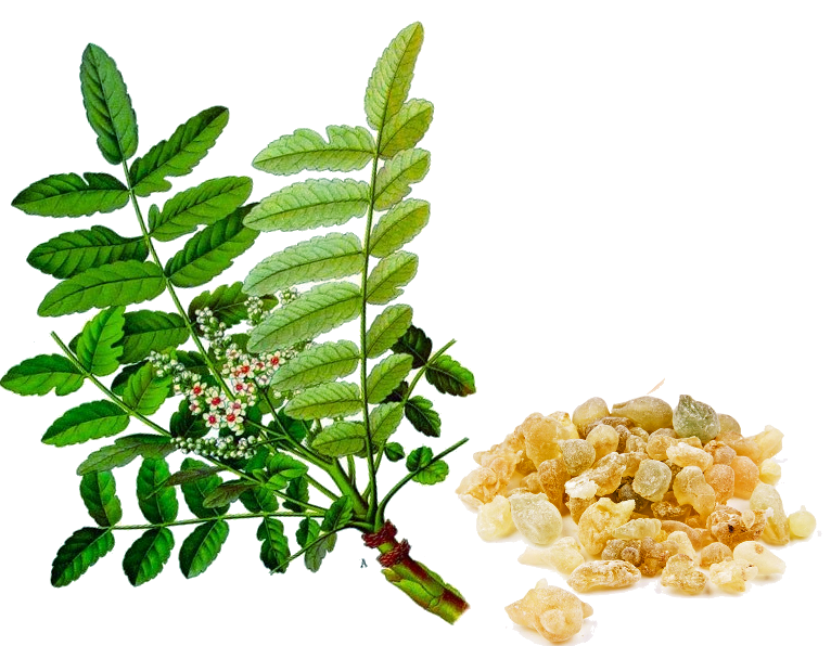 150766596776-boswellia-serrata-extract.png