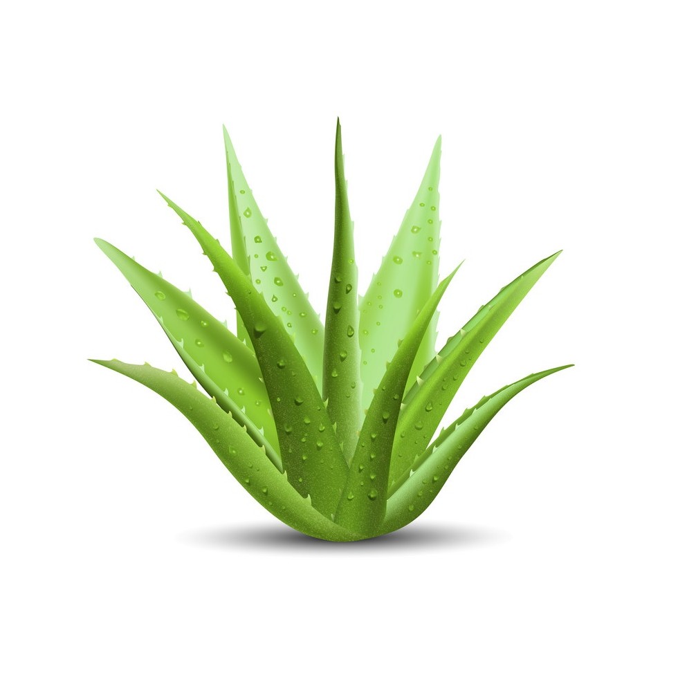 3603-169939762335-aloe-vera-15643836339525.jpg