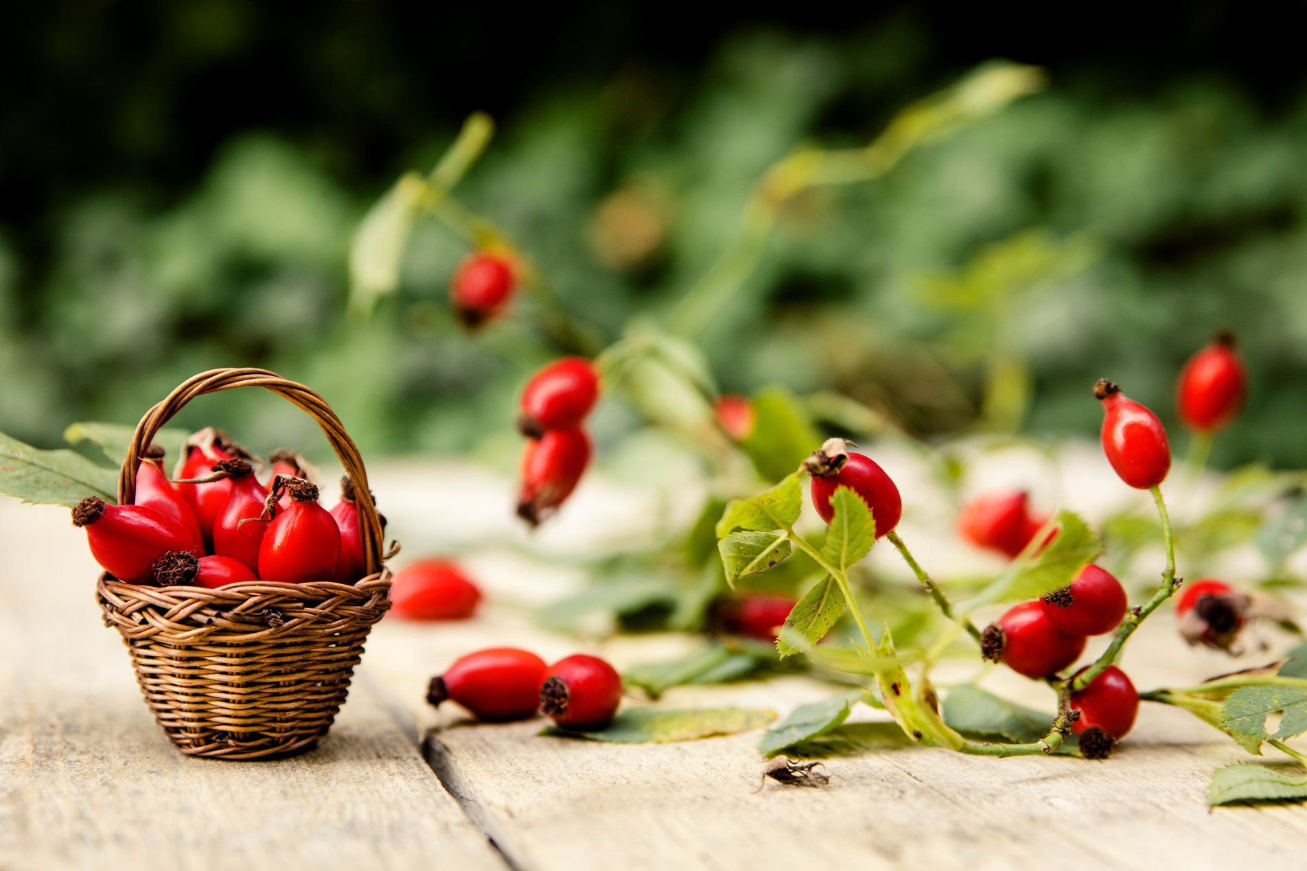 r641-rose-hips.jpg