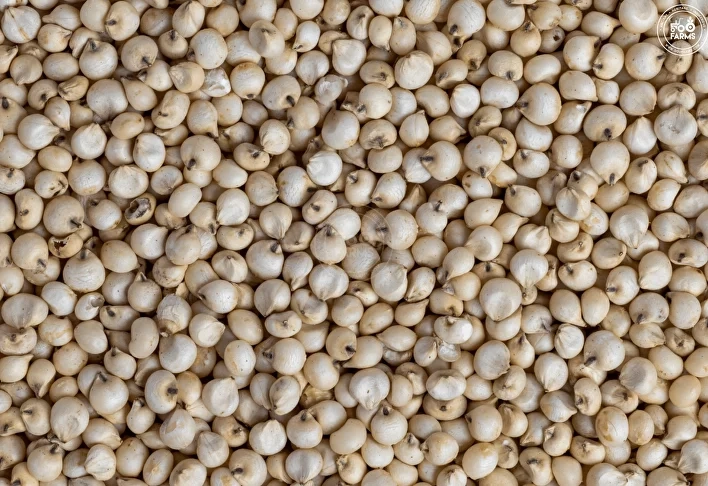 1001-sorghum-min-2-17255186467424.png