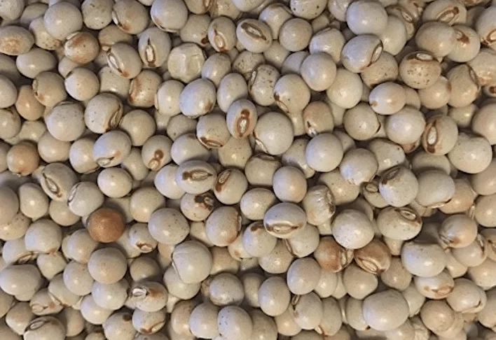 941-pigeonpeas-min-2-17255144426474.png