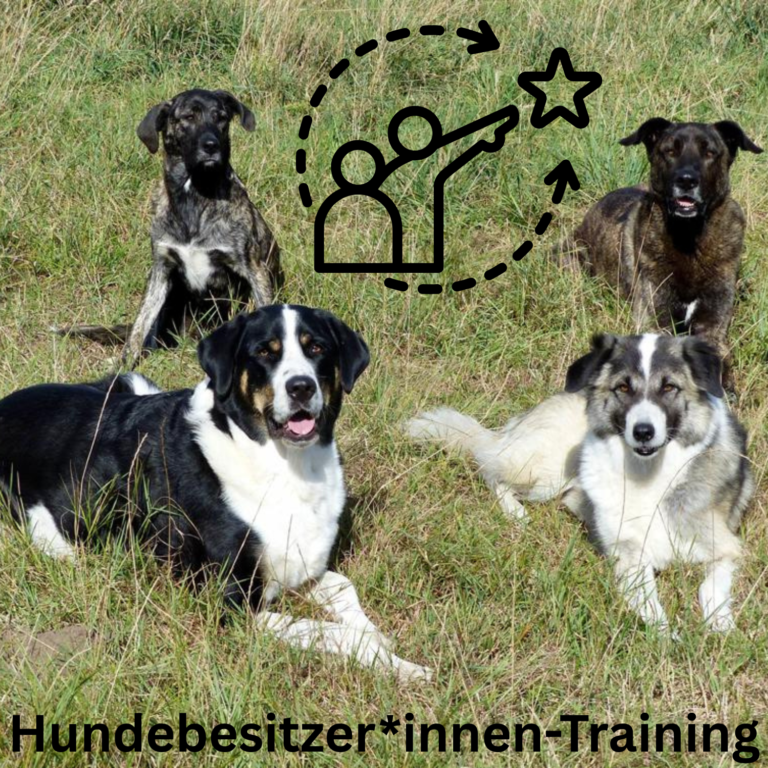213-hundebesitzerinnen-training-17558069206419.png