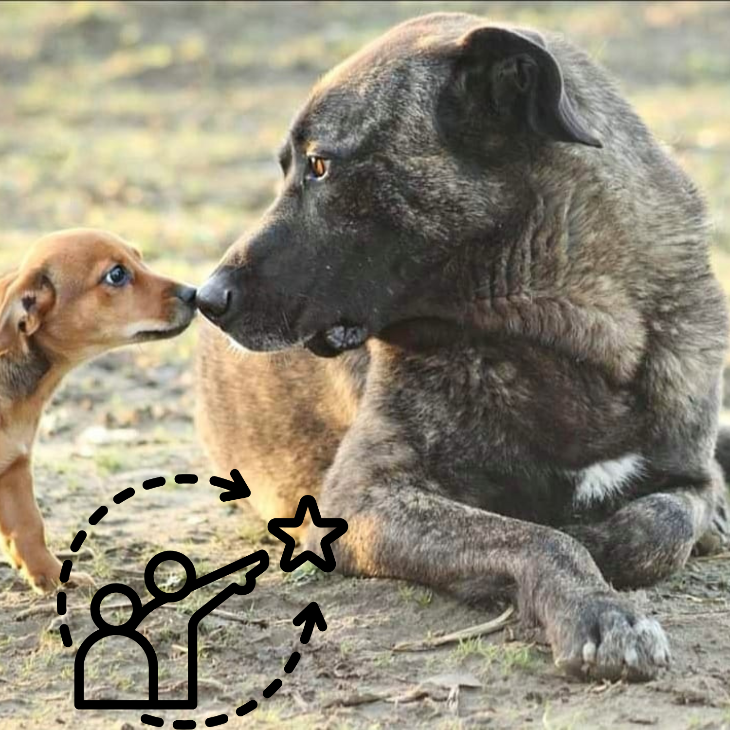 Ein großer dunkelbrauner Hund mit weißer Brust liegt auf dem Boden und blickt einem kleinen hellbraunen Welpen direkt in die Augen. Der Welpe steht und berührt mit seiner Nase die Nase des großen Hundes. Im Vordergrund ist eine schwarze, stilisierte Grafik mit zwei Personen, einem Stern und Pfeilen zu sehen.
