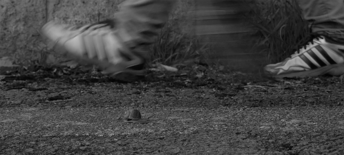 Shell Short Film - Hayley Egan | Video Design