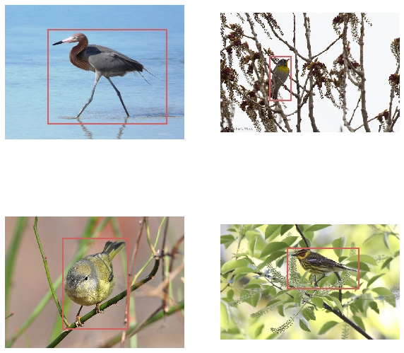 deep learning system detecting birds in images