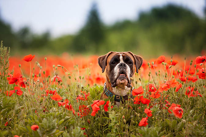 270-boxer-in-the-poppys.jpg