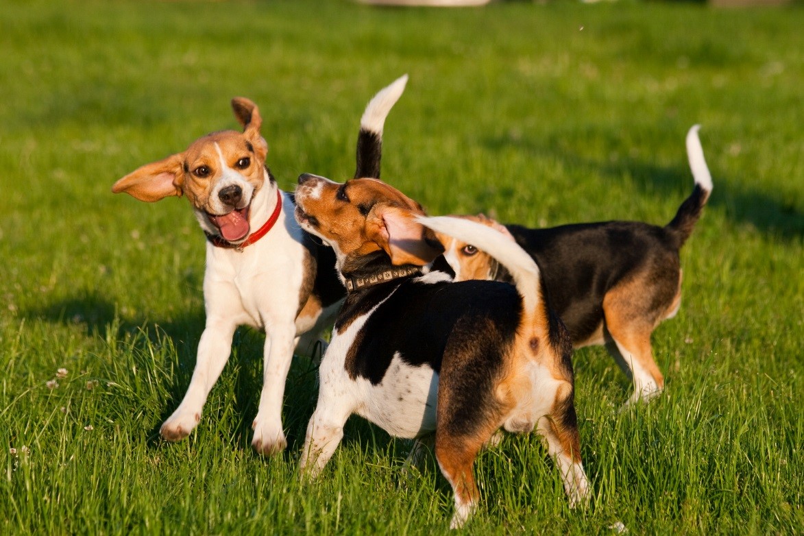 270-dogs-playing-in-the-grass.jpg