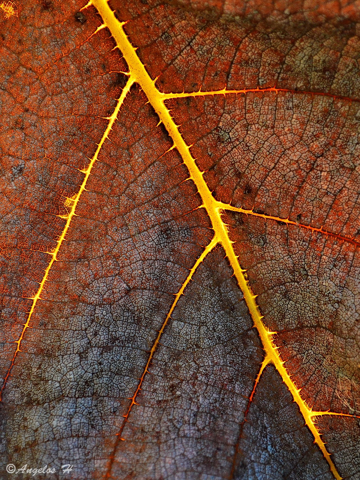 660-csc0865-webjpg.jpg