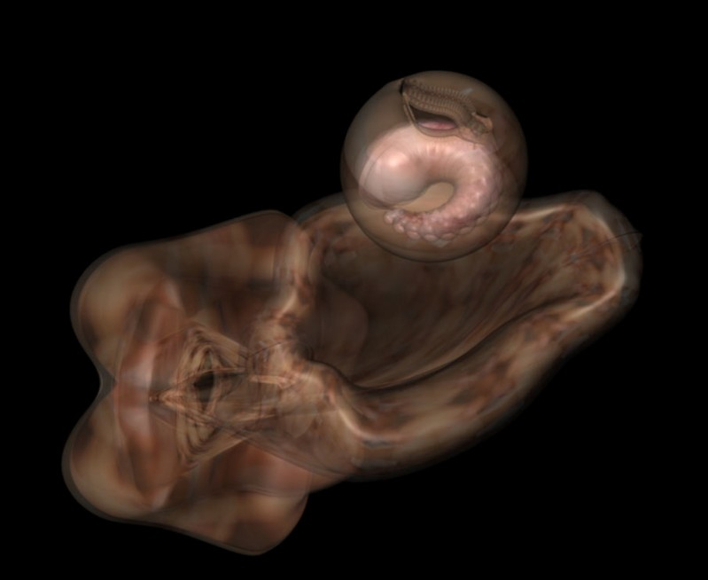 r183-uterine-vessel-and-egg-3.jpg