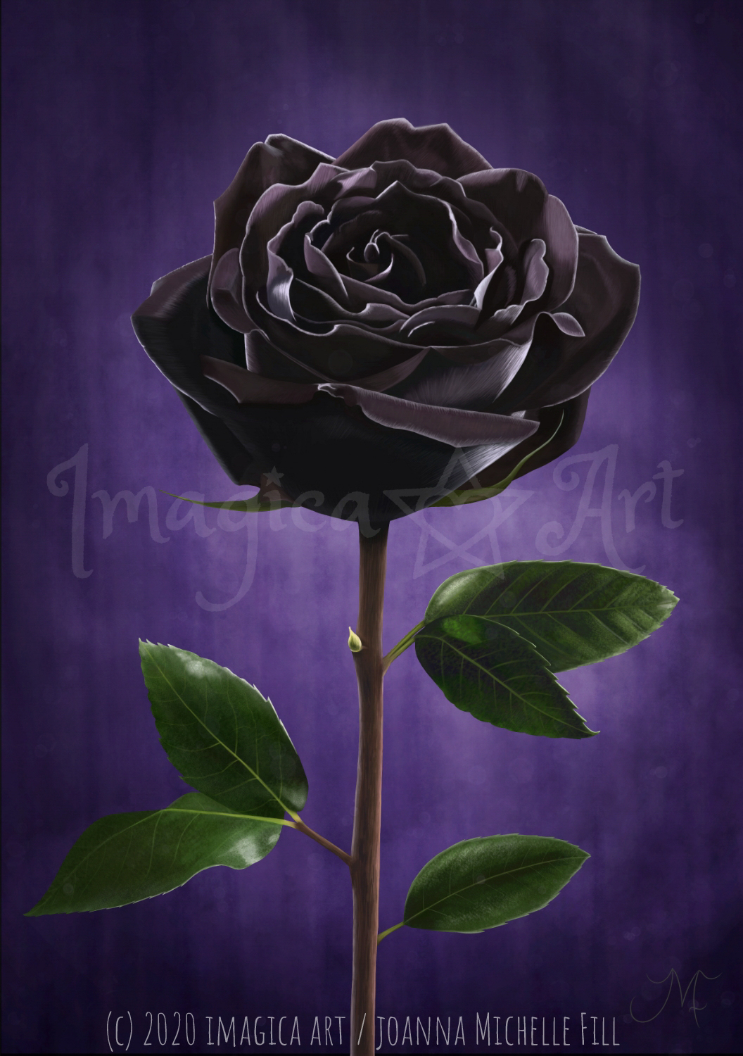 204-139-rose-17562420767232.jpg