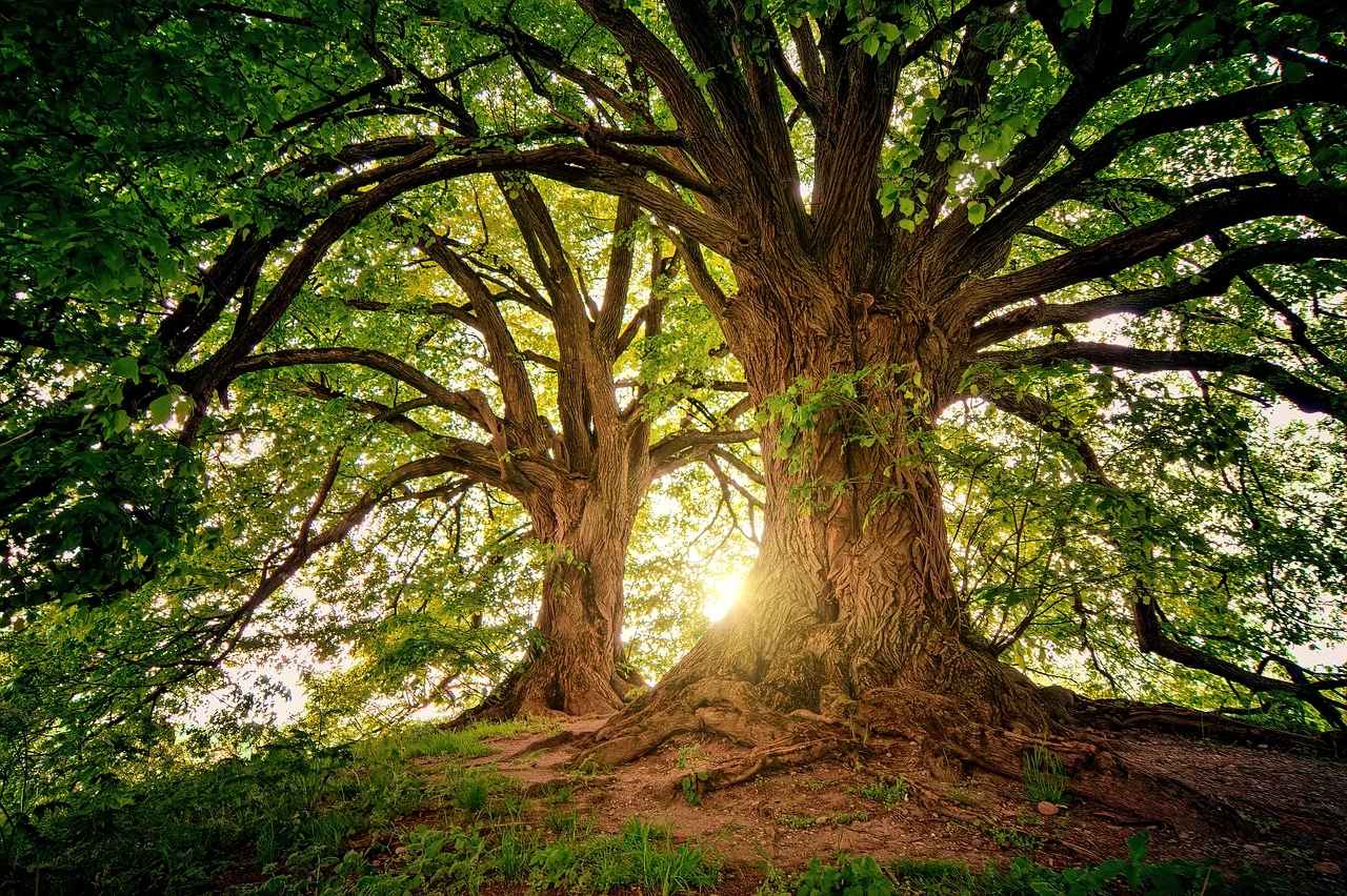 r50-trees-38221491280-17788574614666.jpg
