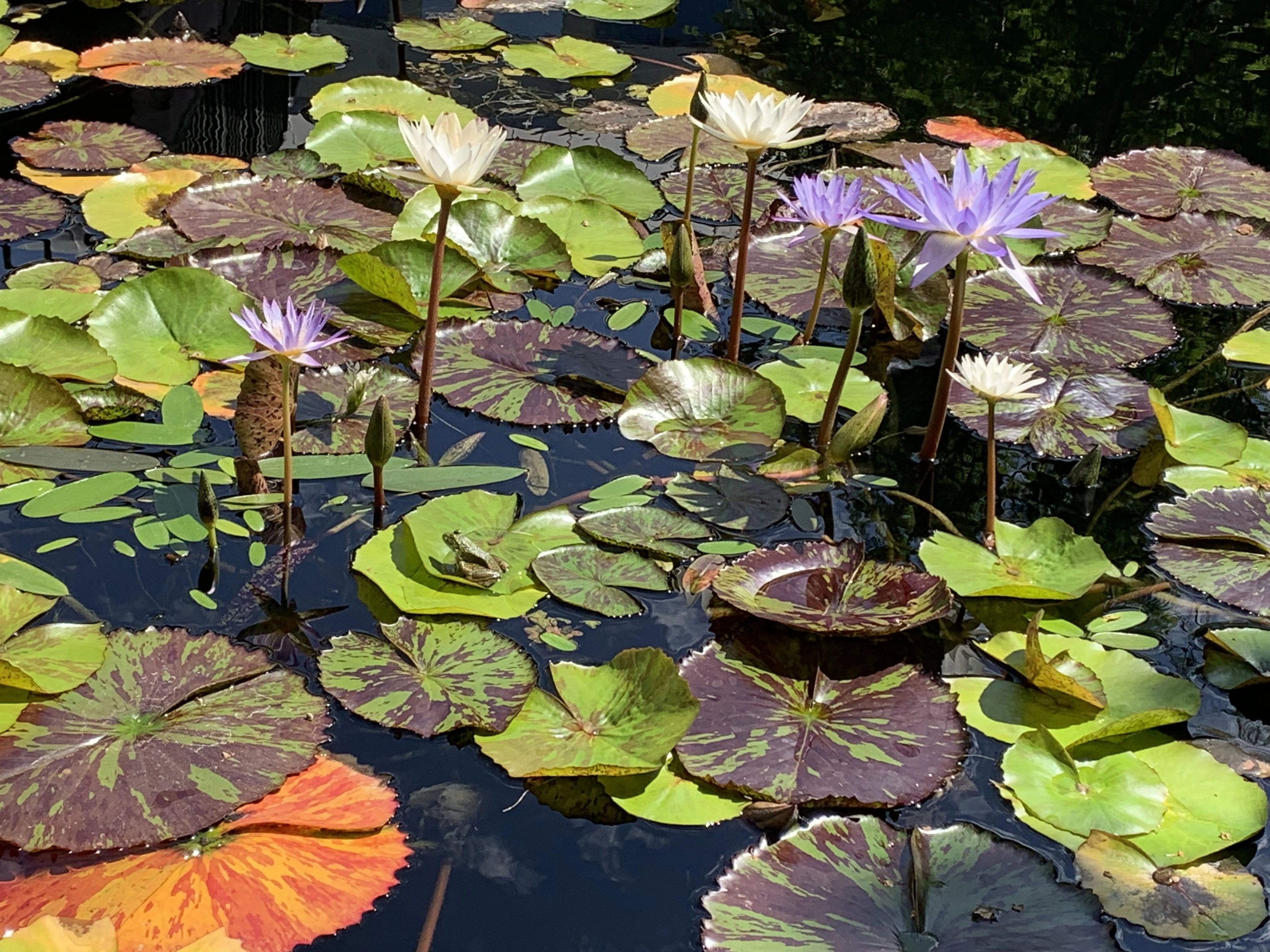 Create a water garden with its own environment Ponds and watergardens