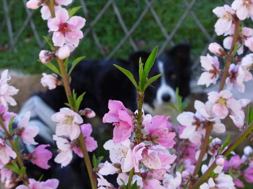 Design a pet friendly garden Landscape for pets