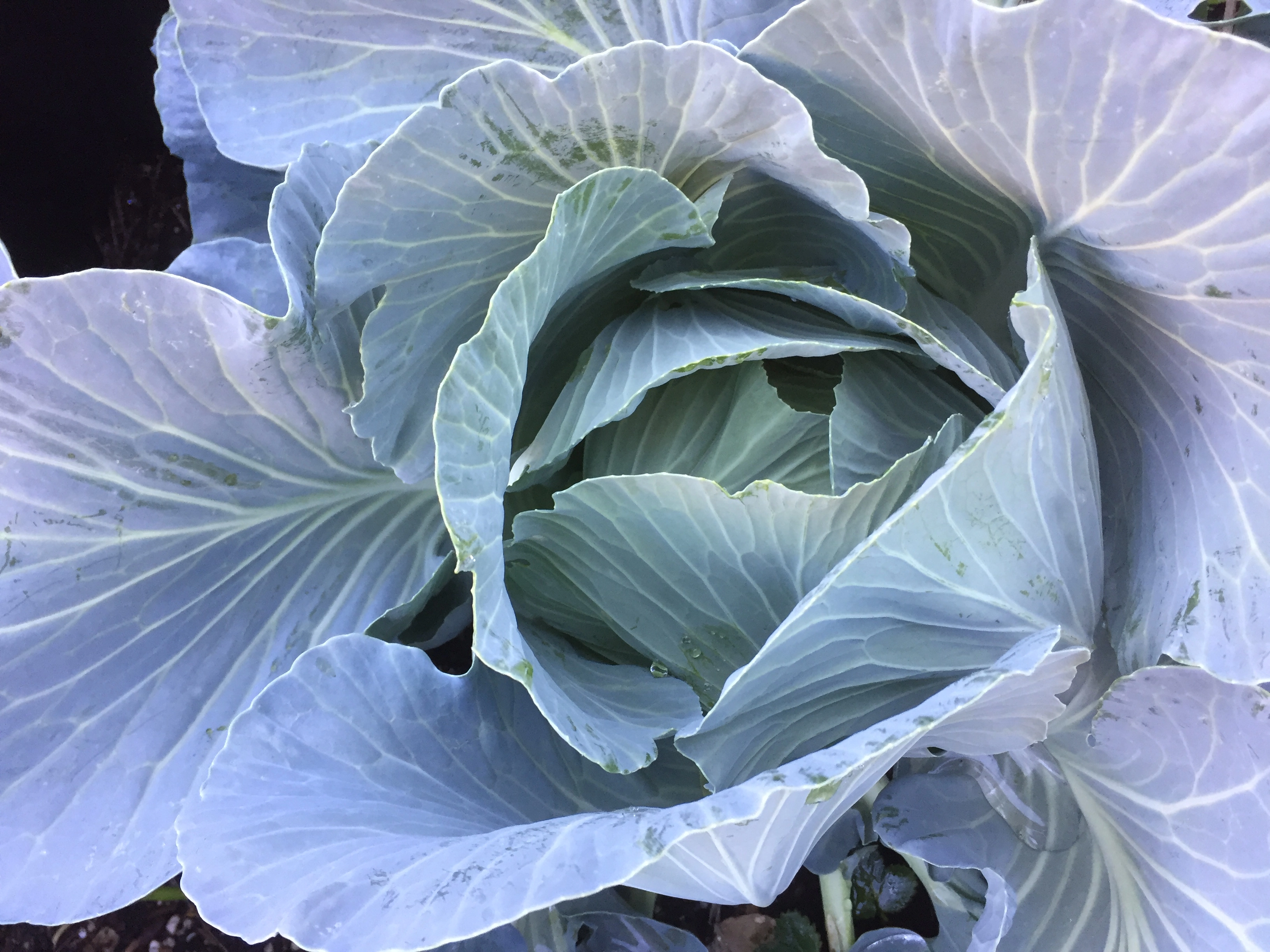 Grow edibles for health, beauty, convenience and independence -- especially during unpredictable times! Vegetables can be gorgeous