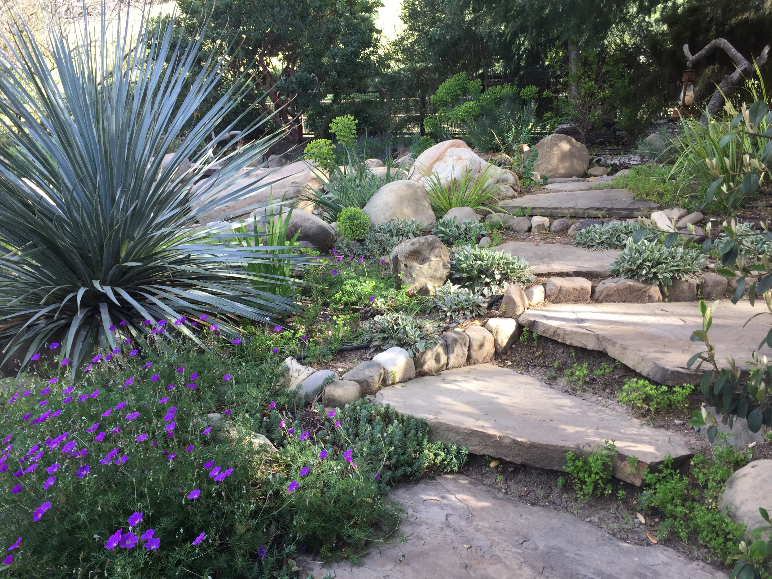 Water wise gardens can be showy Drought tolerant landscape by Gates & Croft