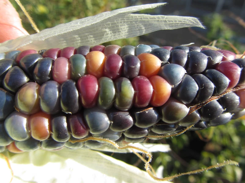 Grow colorful Glass Gem corn  Glass Gem corn kernals