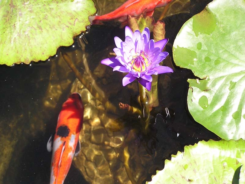 Magical worlds exist in a pond Garden pond