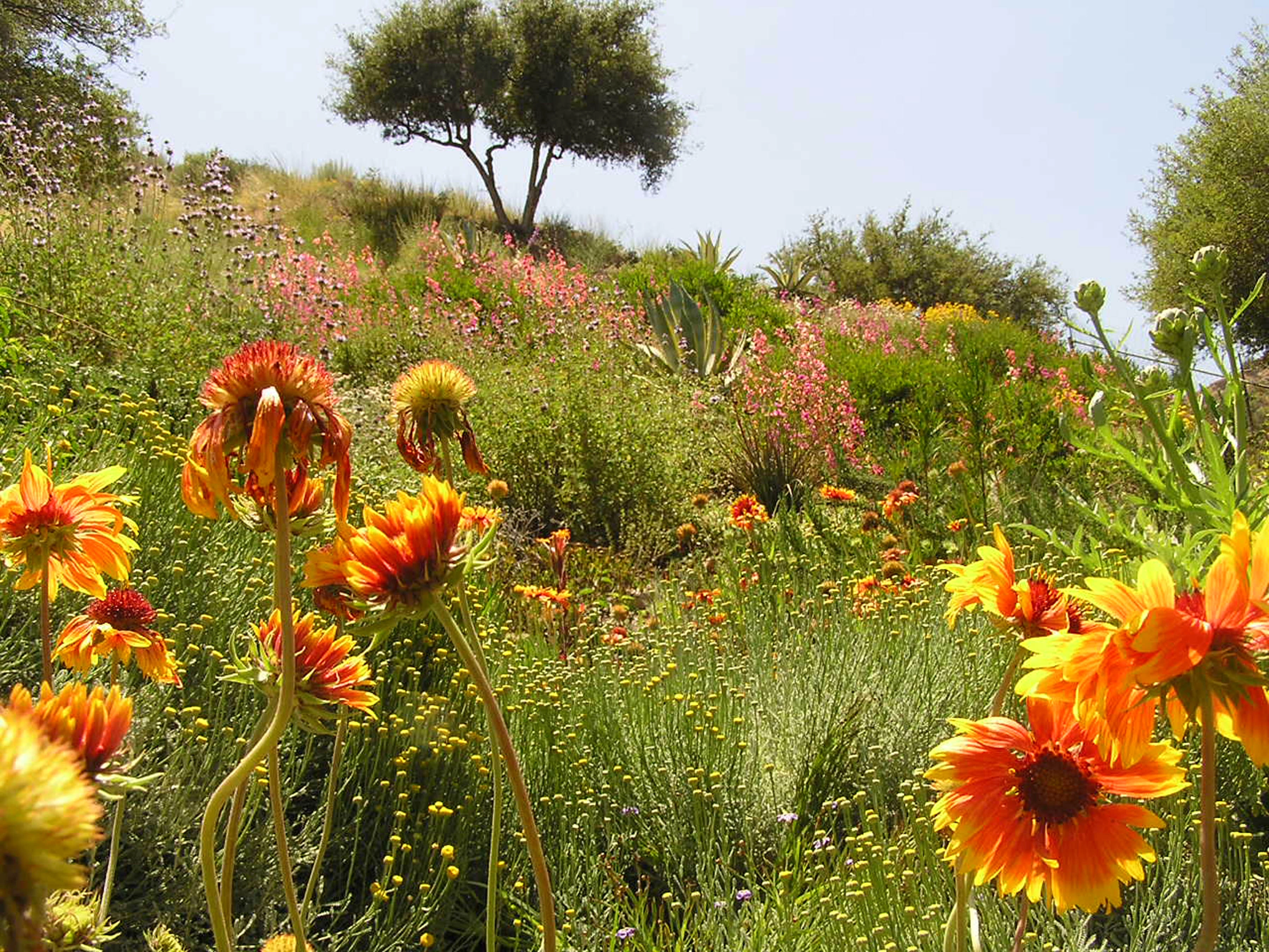 Wildlife natural garden Wildlife garden