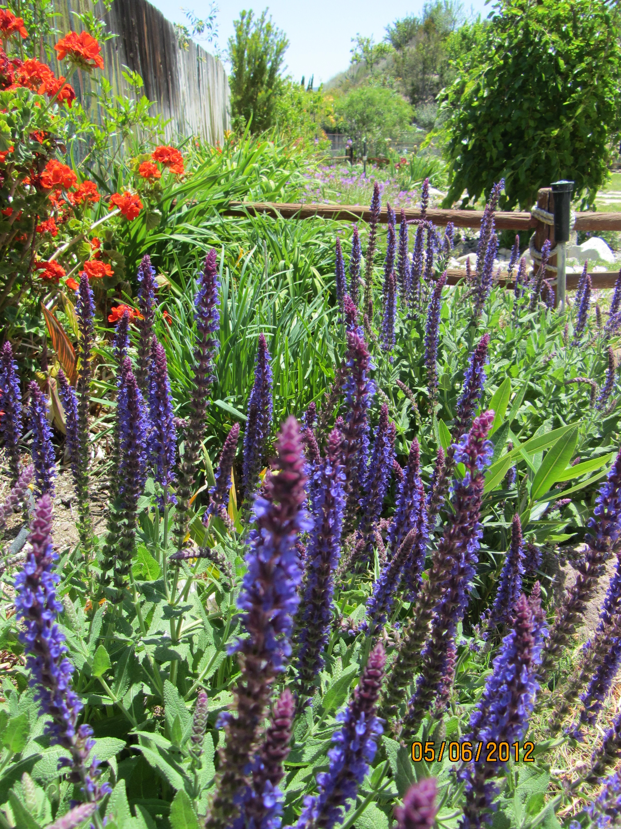 A narrow garden with flowers