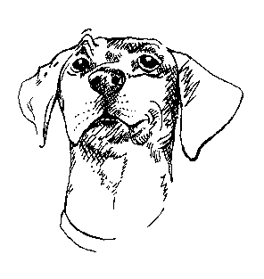 dog character sketch