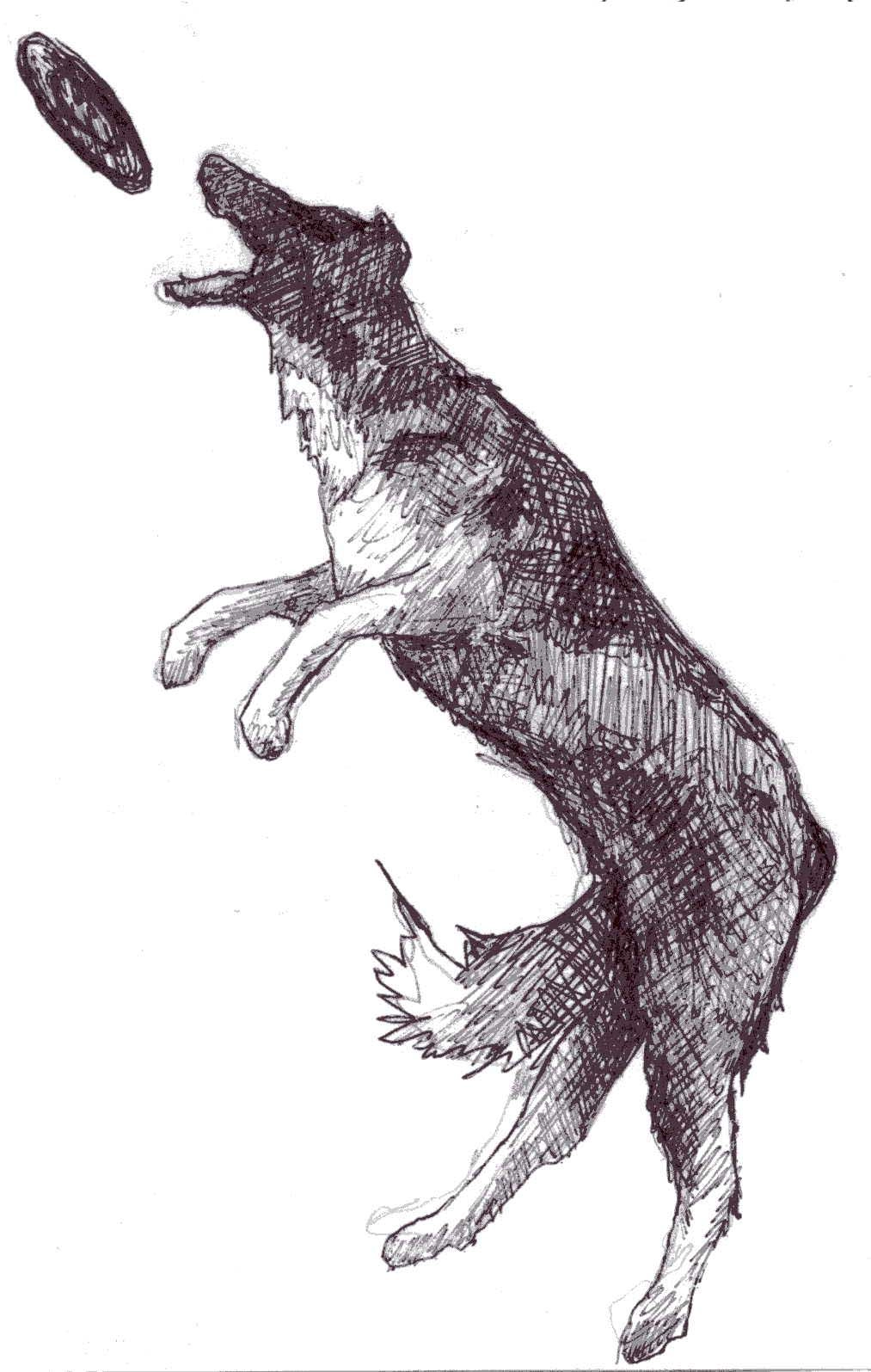 frisbee dog sketch