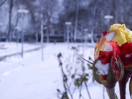 rose blooming in the snow