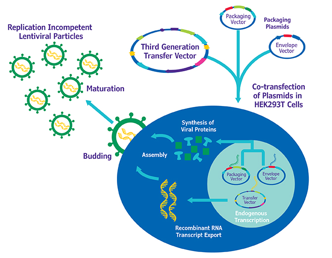 164-lentiviral-packaging.jpg