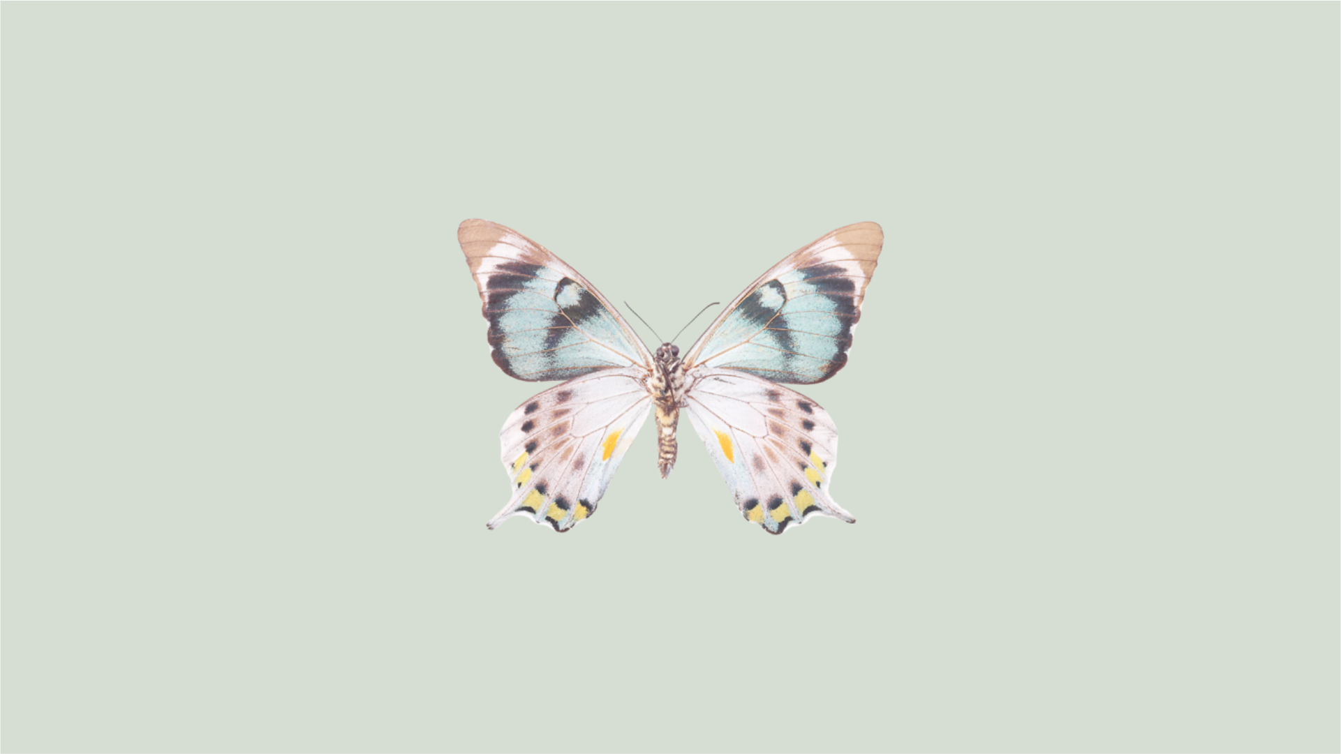847-фон-2-1534954728377.png