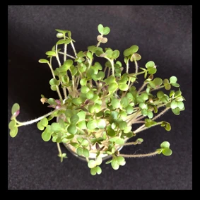 2723-microgreens-16850265276705.png