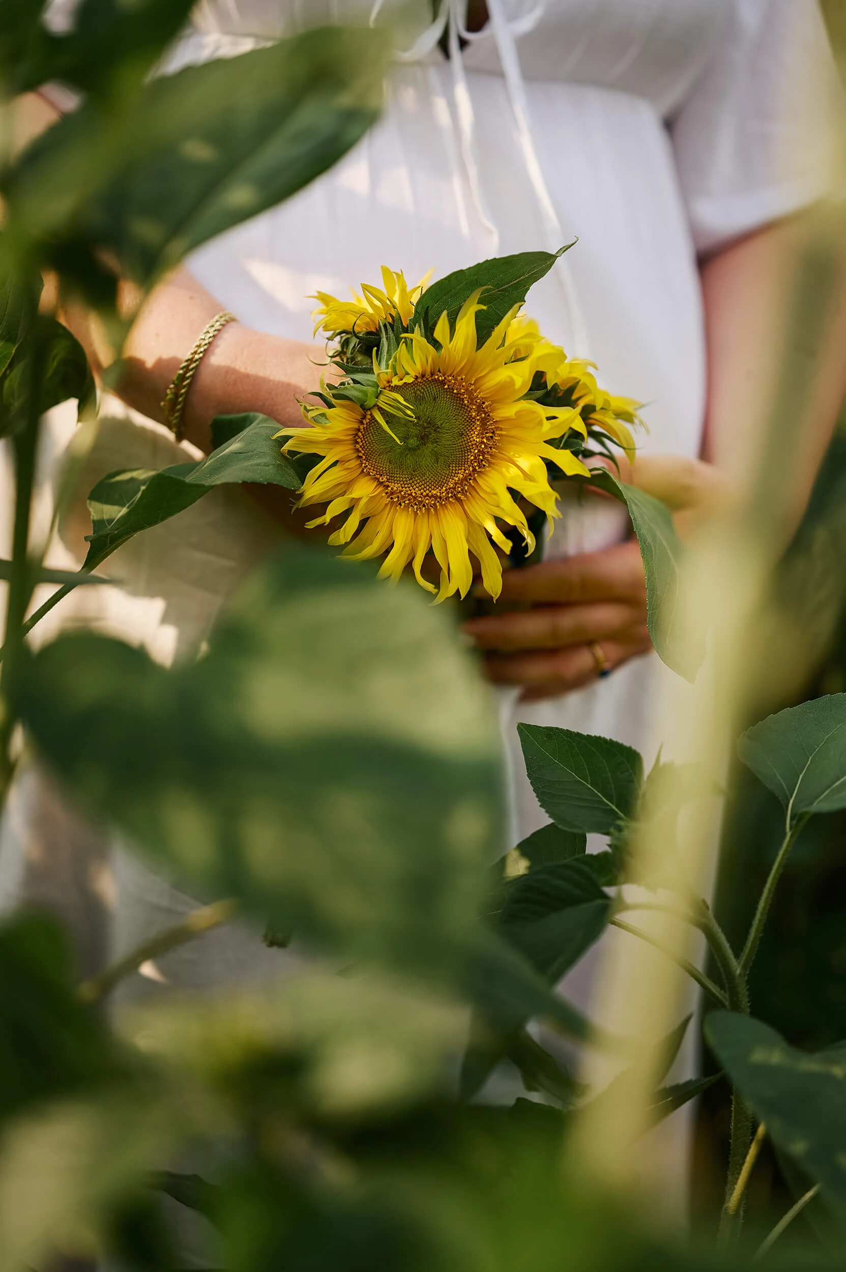 relaxed-outdoor-maternity-photographer-in-sunflower-field