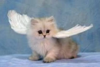 60207138678-kitten-wings-17455427679362.jpg