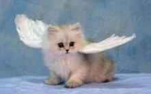 677-kitten-wings-17532368175487.jpg