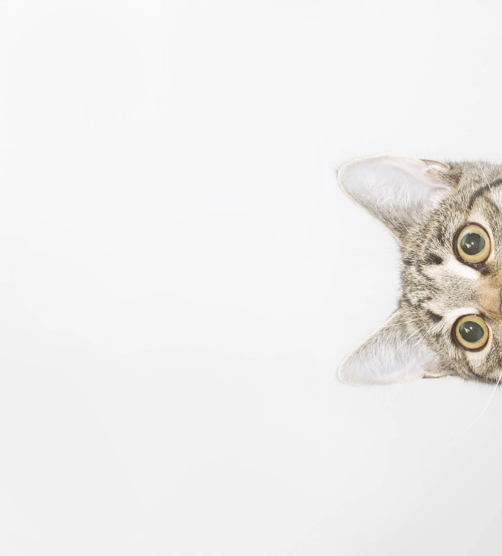 88017331920673-1853-shutterstock538803298-0-0.jpg