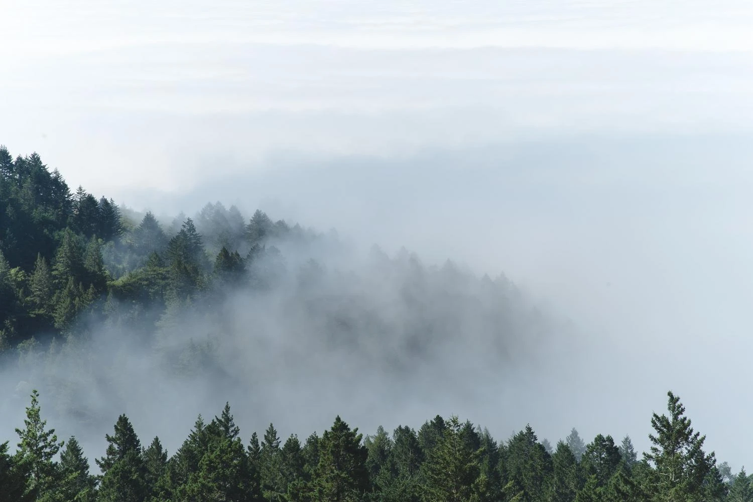 r316-fog-3.jpg