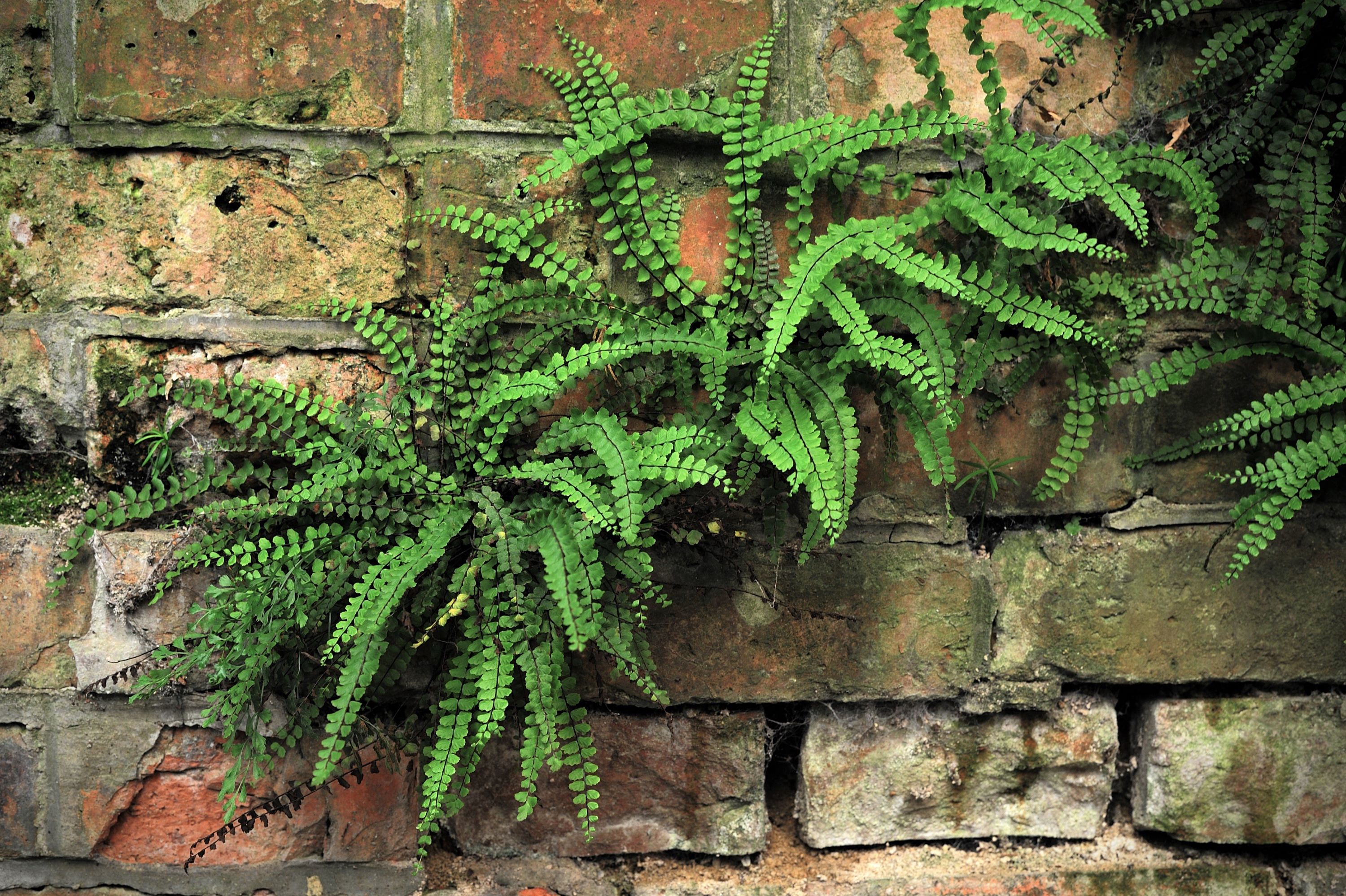 57-wall-fern-newsml.jpg