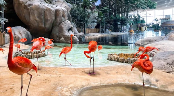 Sea World, Յաս կղզի, Աբու Դաբի