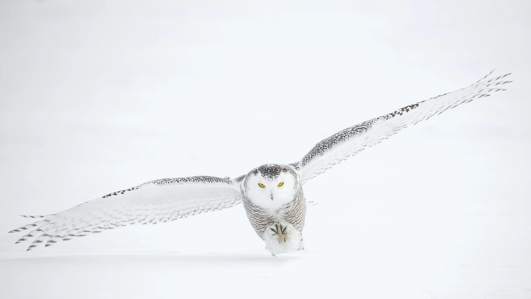 Flying owl with spread wings