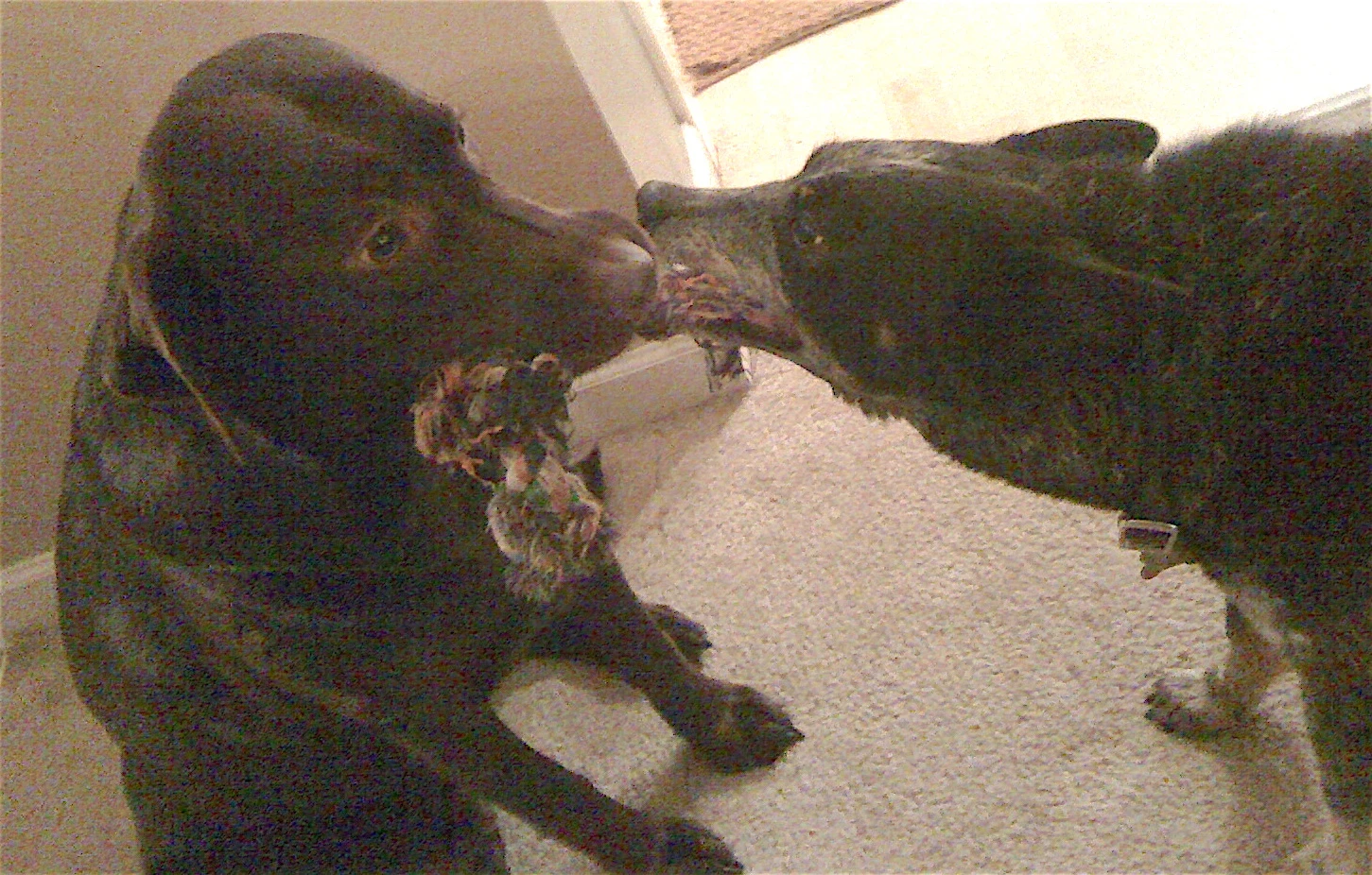 2594-dog-img0957-16896363900172.jpg
