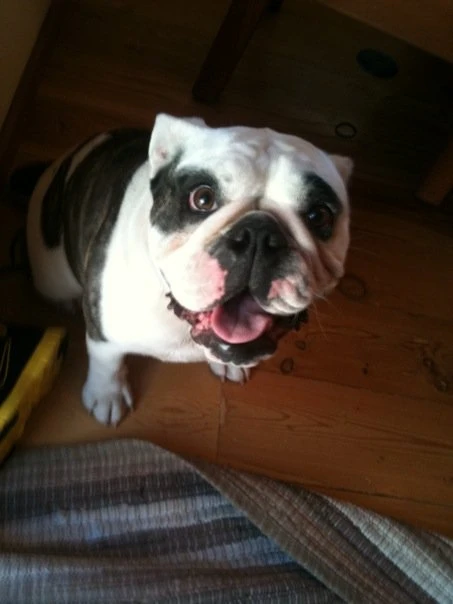 2594-dog-maggiejpg-16896363892707.jpg