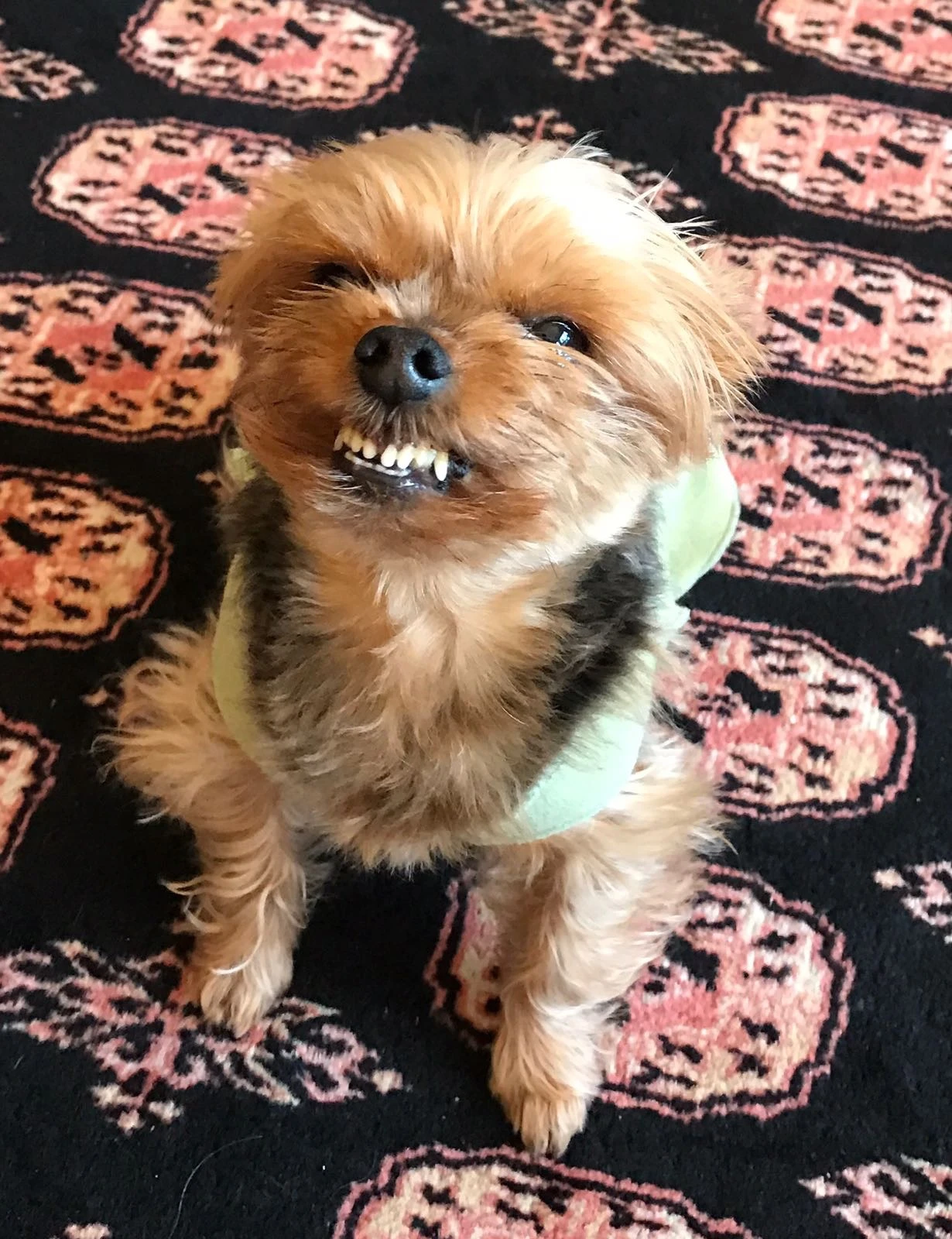 2594-scoutsmilecarpet-16872997285642.jpg
