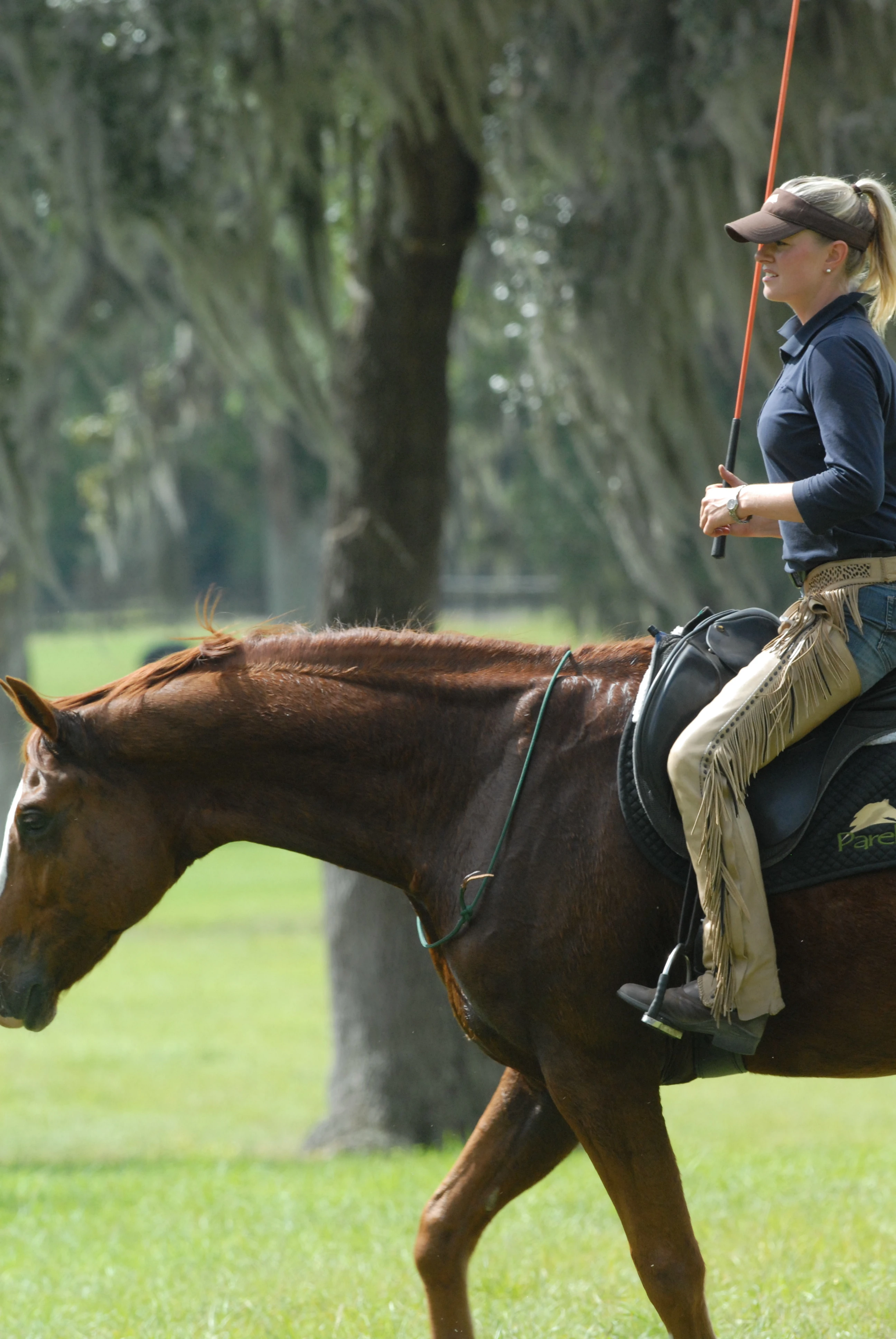 2597-westpointbridleless1jpg-16896370026325.jpg