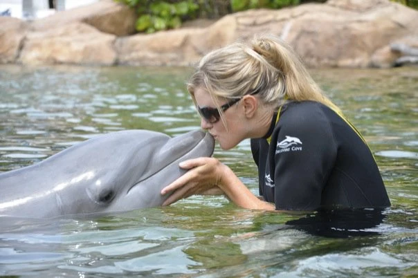 2607-dolphin-16873059195455.jpg